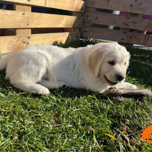 Chiots golden retriever #2