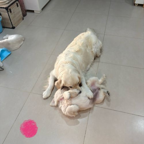 Chiots golden retriever #3