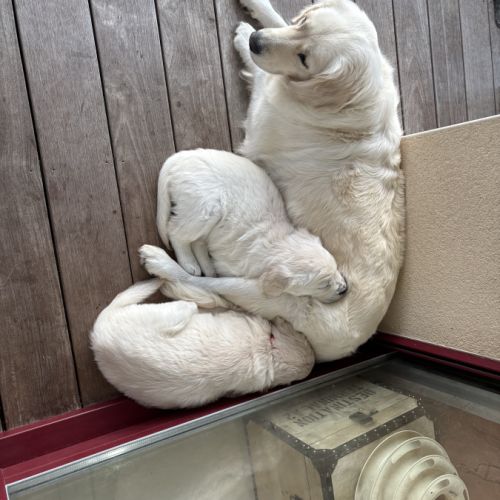 Chiots golden retriever #5