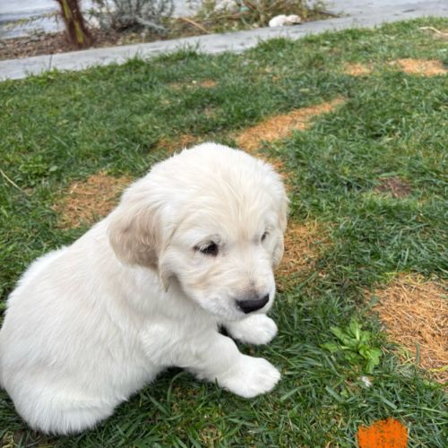 Chiots golden retriever #6