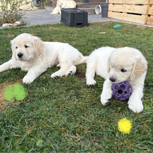 Chiots golden retriever #8