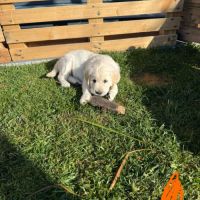 Chiots golden retriever #1