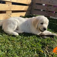 Chiots golden retriever #2