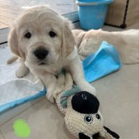 Chiots golden retriever #0