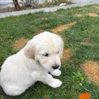 Chiots golden retriever #6