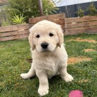 Chiots golden retriever #7