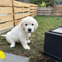 Chiots golden retriever #9
