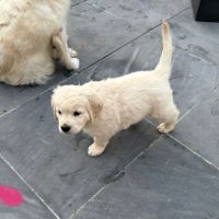 Chiots golden retriever #10