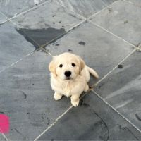 Chiots golden retriever #11