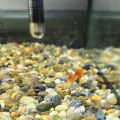 A donner males guppy