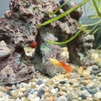 A donner males guppy #1