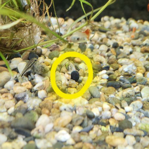 Alevins guppy à donner #2