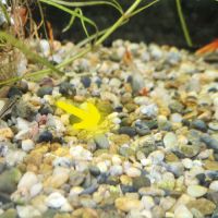 Alevins guppy à donner #0