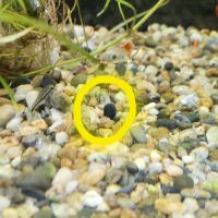 Alevins guppy à donner #2