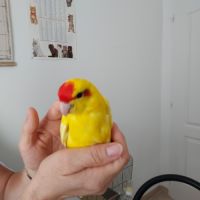 Oiseaux becs crochus #1