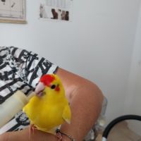 Oiseaux becs crochus #0