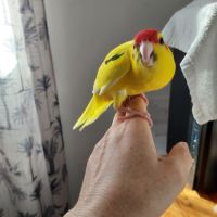 Oiseaux becs crochus #3