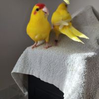 Oiseaux becs crochus #4