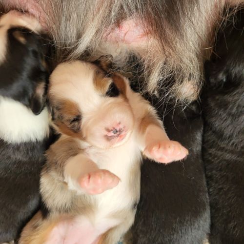 Chiots berger australien #2