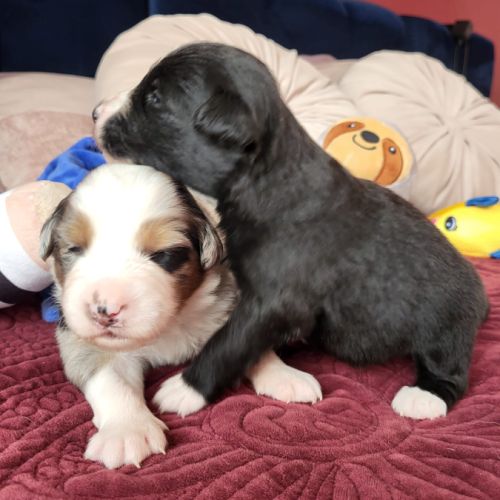 Chiots berger australien #3