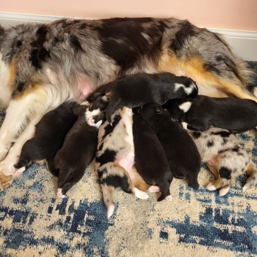 Chiots berger australien