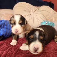 Chiots berger australien #1