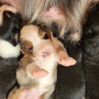 Chiots berger australien #2