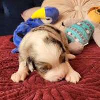 Chiots berger australien #4