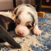 Chiots berger australien #5