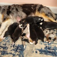 Chiots berger australien #0