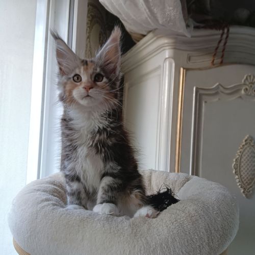 Chaton maine coon disponible pour élevage