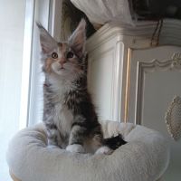 Chaton maine coon disponible pour élevage #0