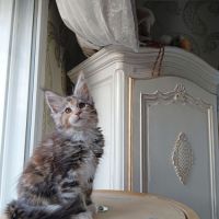 Chaton maine coon disponible pour élevage #2