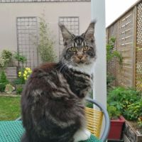 Chaton maine coon disponible pour élevage #3