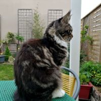 Chaton maine coon disponible pour élevage #4