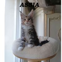 Chaton maine coon disponible pour élevage #6