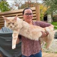 Chaton maine coon disponible pour élevage #7