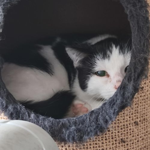 Florentin - doux junior #1