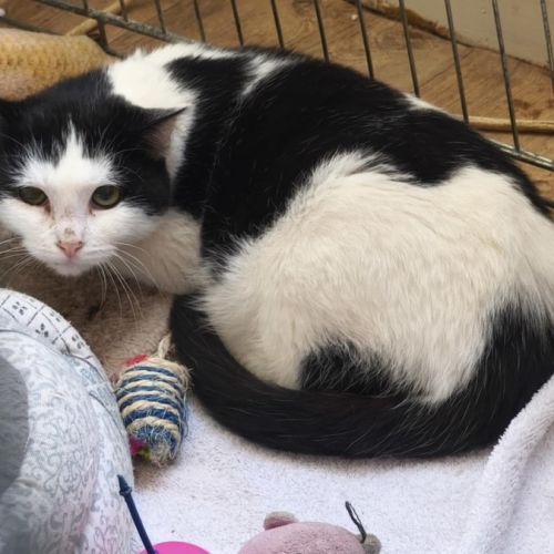 Florentin - doux junior #2