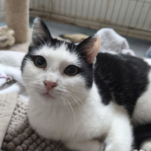 Florentin - doux junior #0