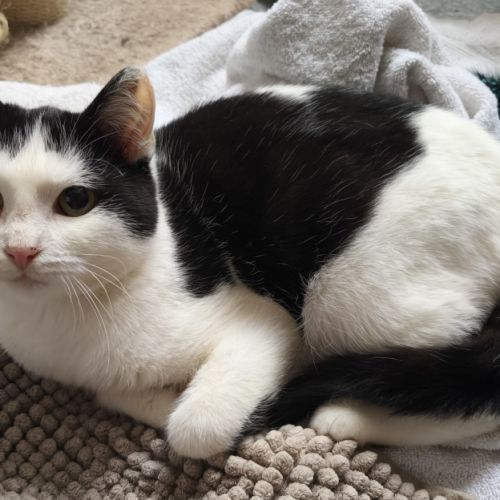 Florentin - doux junior #4