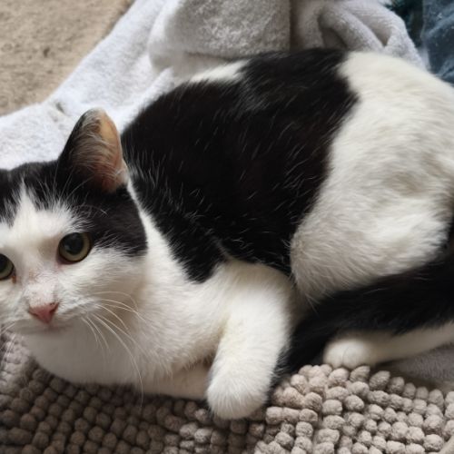 Florentin - doux junior #5