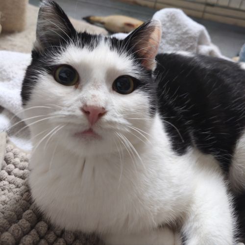 Florentin - doux junior #6