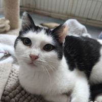 Florentin - doux junior