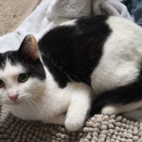 Florentin - doux junior #5