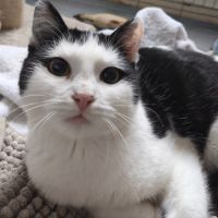 Florentin - doux junior #6