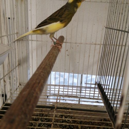 Vend canaris raza espagnol #1