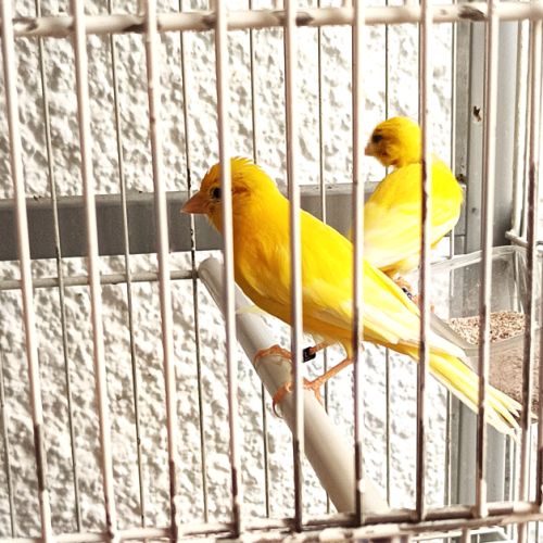 Vend canaris raza espagnol #4