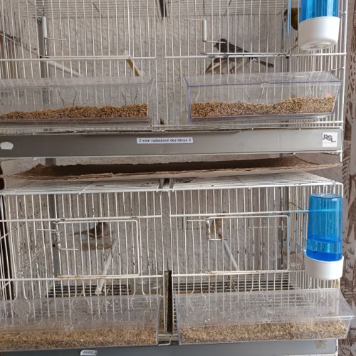 Vend canaris raza espagnol #9