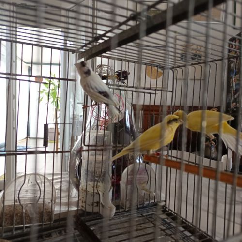 Vend canaris raza espagnol #0